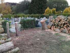 Abattage des arbres bordant le cimetière